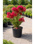 Лагерстремія індійська Петіт Ред|Lagerstroemia indica Petite Red|Лагерстремия индийская Петит Ред 